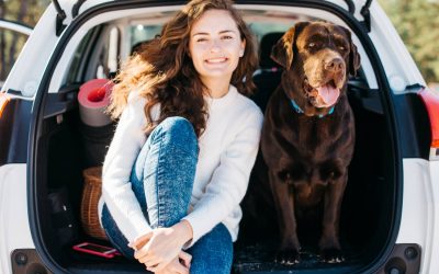 Top Tips For Travelling With A Dog In Your Car