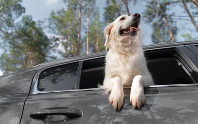 Pet In Car Safety Warning As Weather Hots Up In The UK